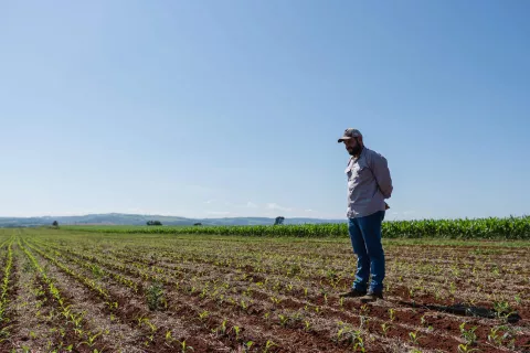 Agronomist in a cornfield in Brazil