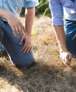 Close-up on farmers inspecting their field