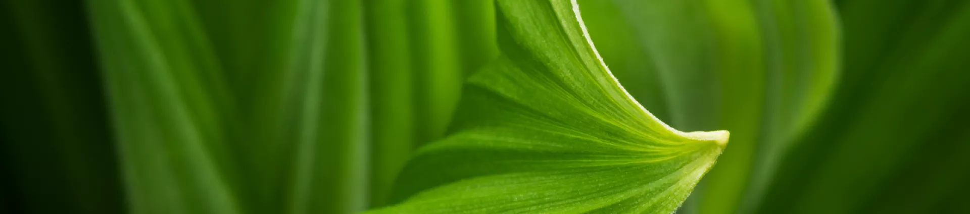 Close-up of a corn lilly leaf