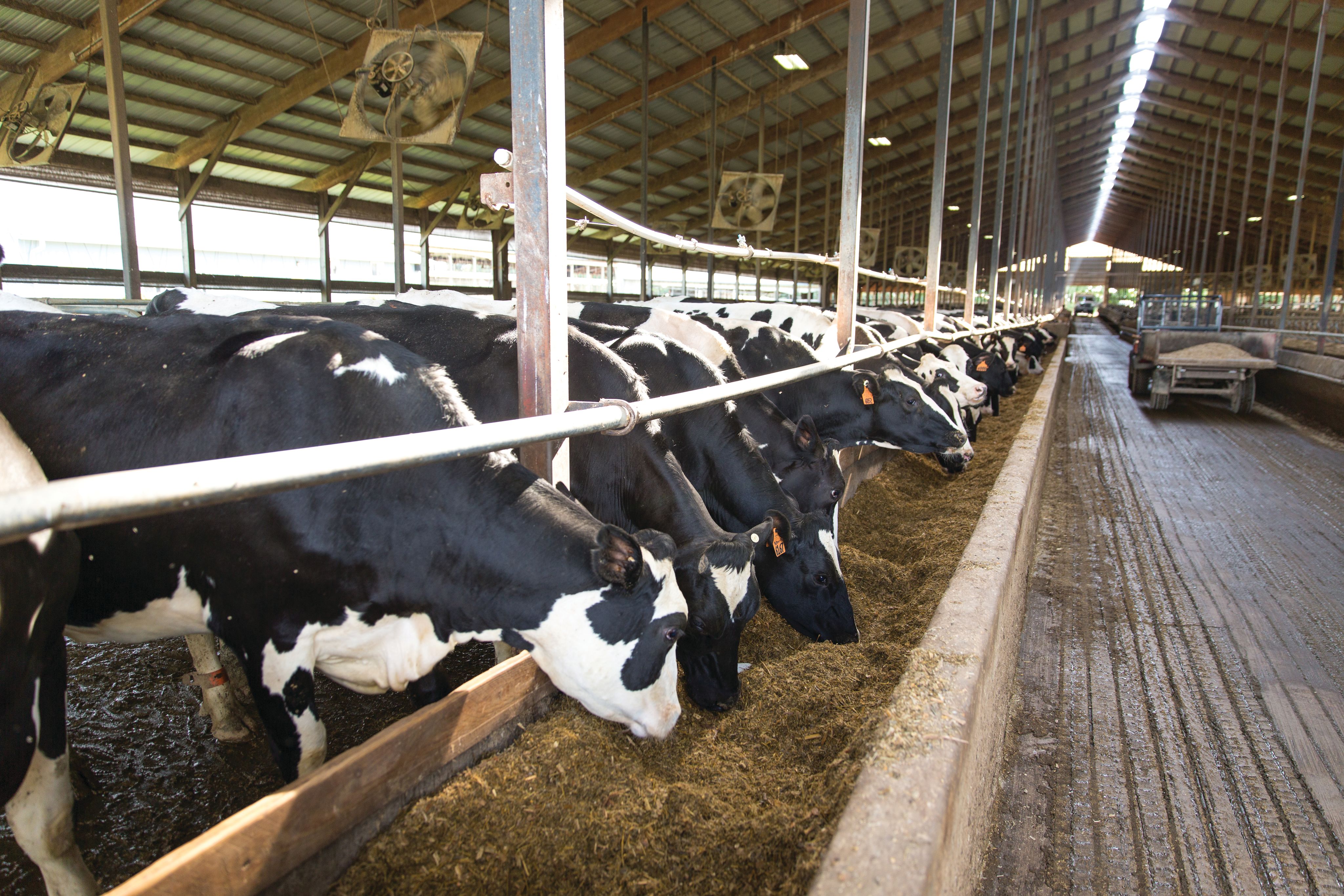 Enogen corn for feed could improve sustainability of cattle farming ...