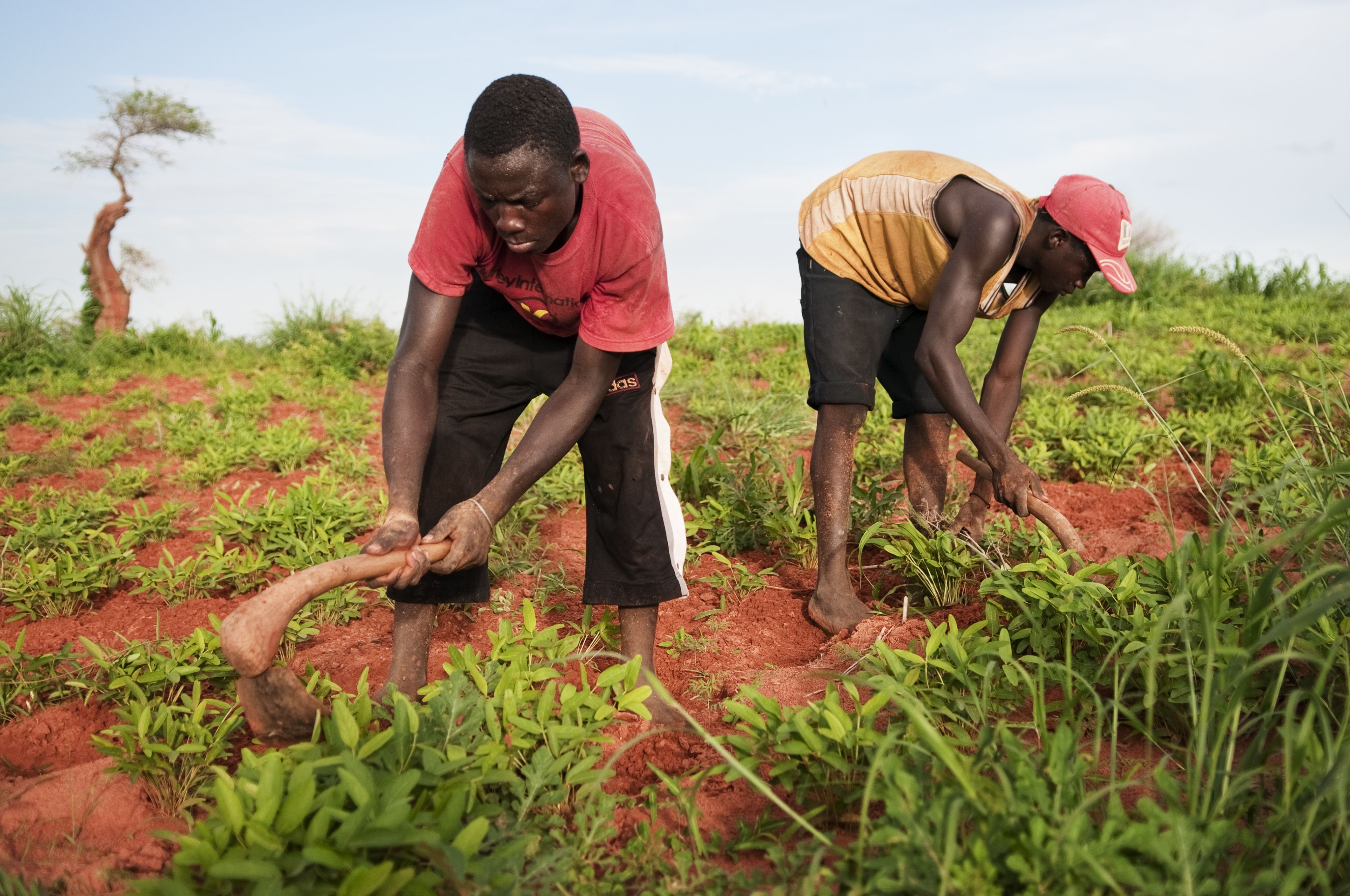 Helping African farmers combat climate change and feed a continent ...