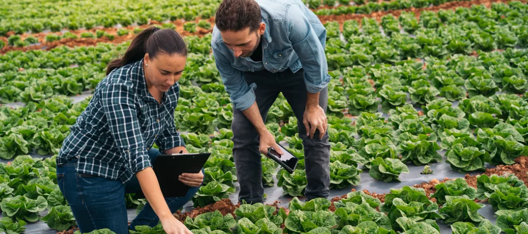 Two farmers inspecting a lettuce farm