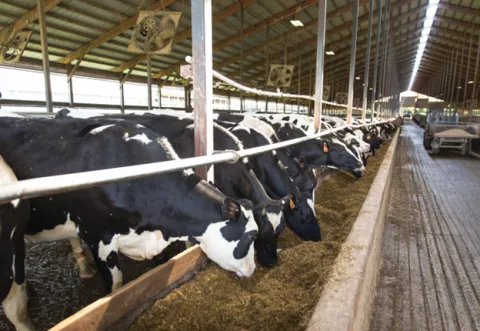 Cattles feeding