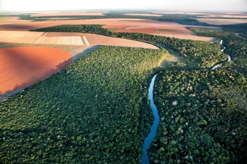 TNC - A Savana in Cerrado