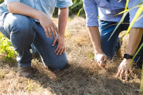 Close-up on farmers inspecting their field