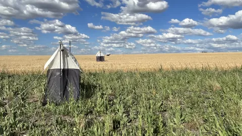 malaise-trap-in-a-flowering-strip-next-to-a-wheat-field-in-argentina-