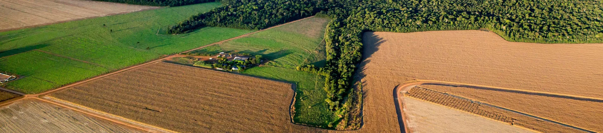 field in Cerrado, Brazil