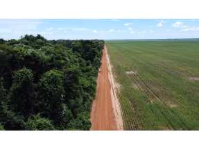  Regenerating degraded land in Cerrado Brazil - image