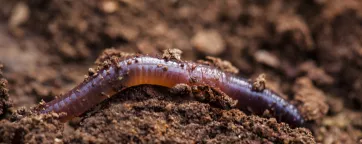 Earthworm 