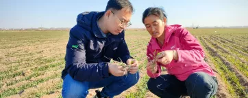 checking crops