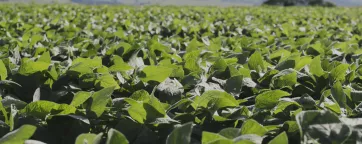 Soybean field-close shot in Brazil