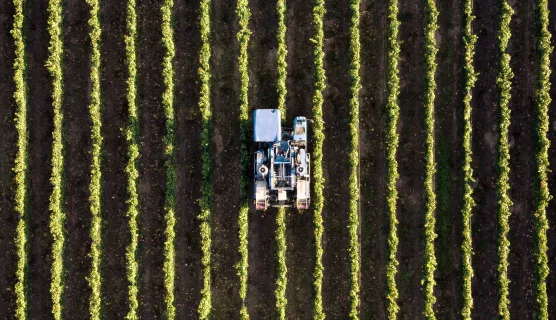 Aerial view of vineyards being harvested