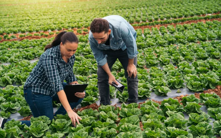 Two farmers inspecting a lettuce farm